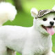 Fashion Small Dog Baseball Visor | $7 | Amazon